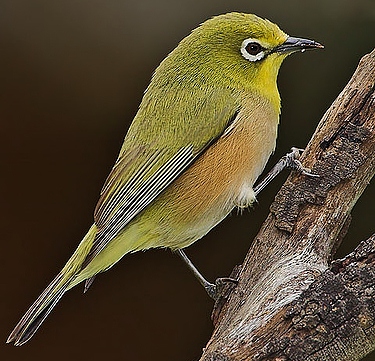 Cape white-eye