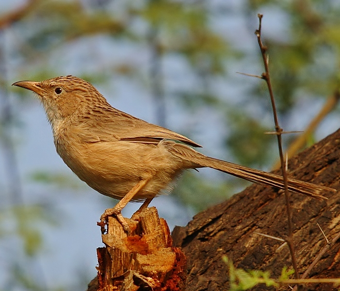 Common babbler