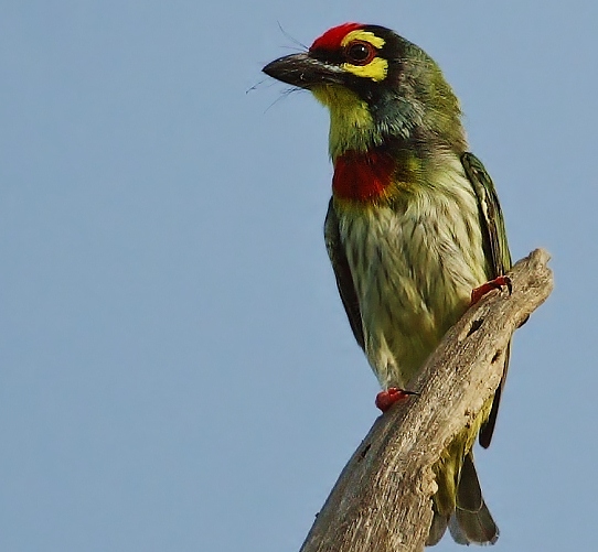 Coppersmith barbet