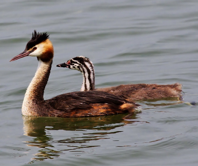 Great crested grebe