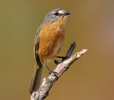 Grey-backed tachuri