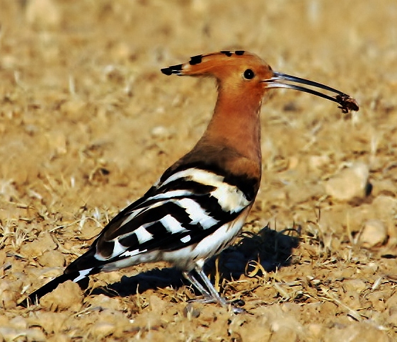 Hoopoe