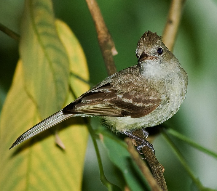 Lesser elaenia