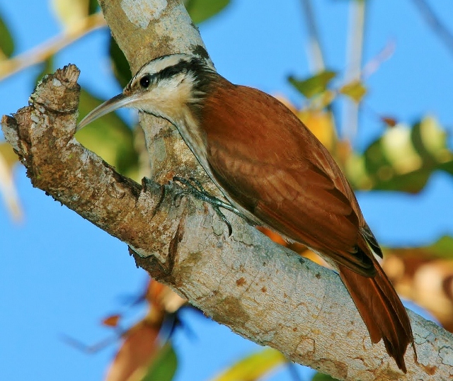 Narrow-billed woodcreeper