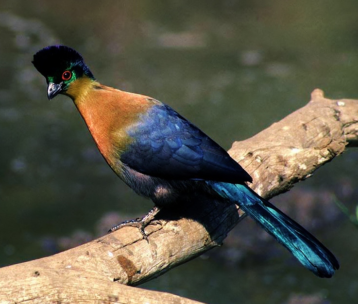 Purple-crested turaco