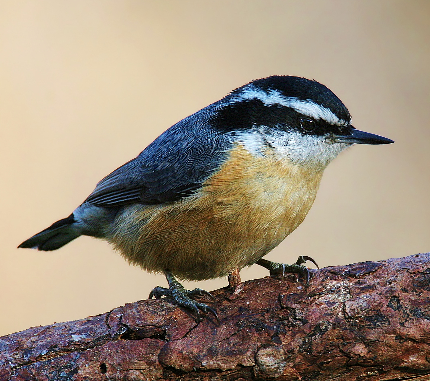 Red-breasted nuthatch