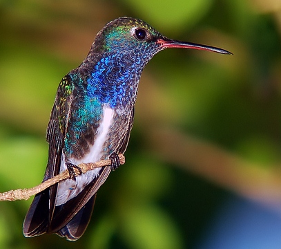 Sapphire-spangled emerald