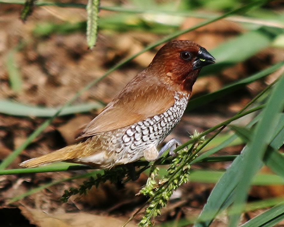 Scaly-breasted munia