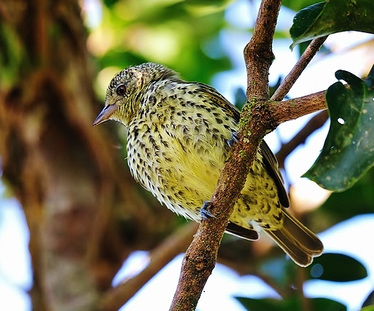 Sharpbill