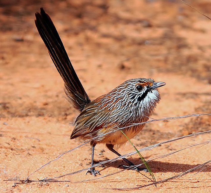 Striated grasswren