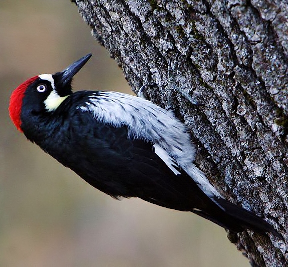 Acorn woodpecker