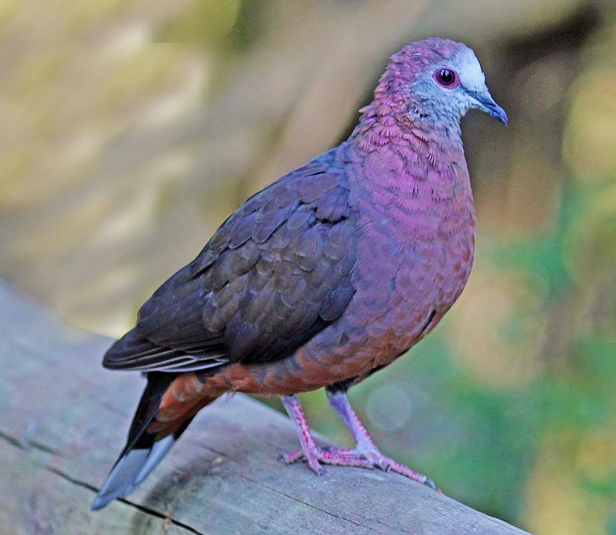 African lemon dove