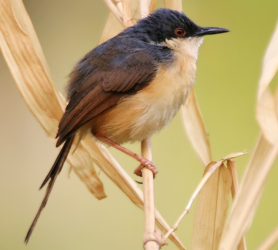 Ashy prinia