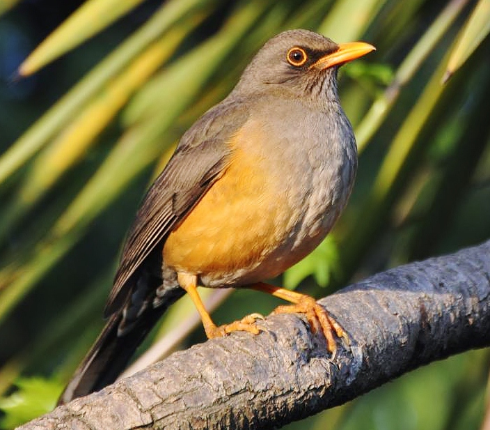 Olive thrush