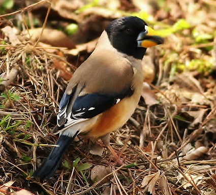 Yellow-billed grosbeak