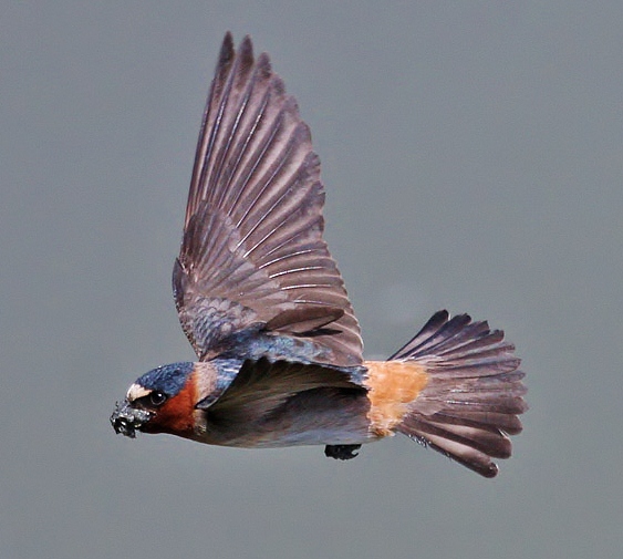 Cliff swallow