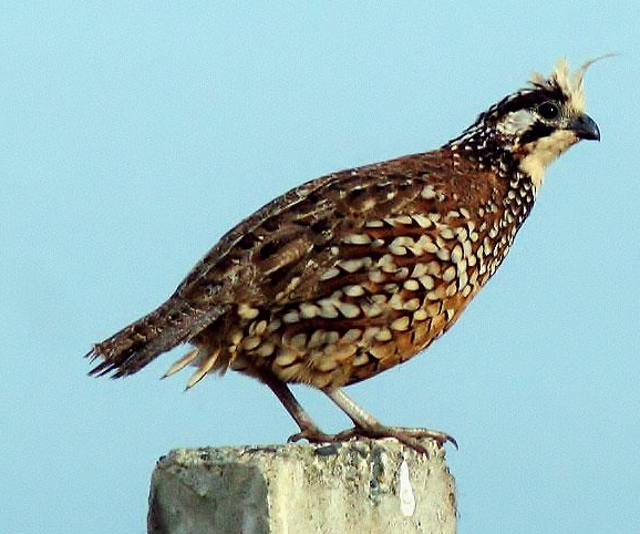 Crested bobwhite