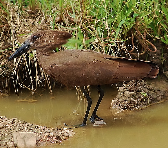 Hamerkop