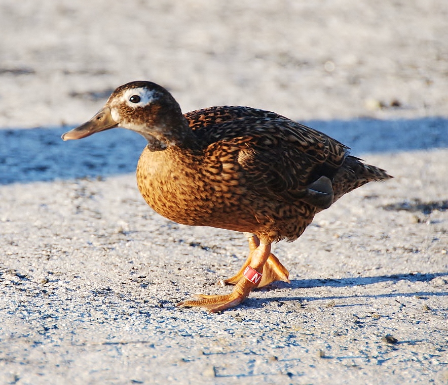 Laysan duck