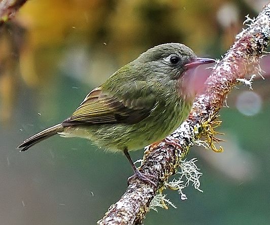 Olive-striped flycatcher