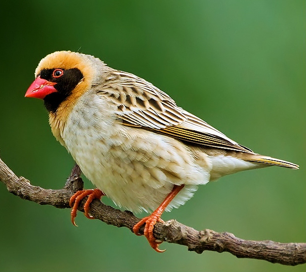 Red-billed quelea