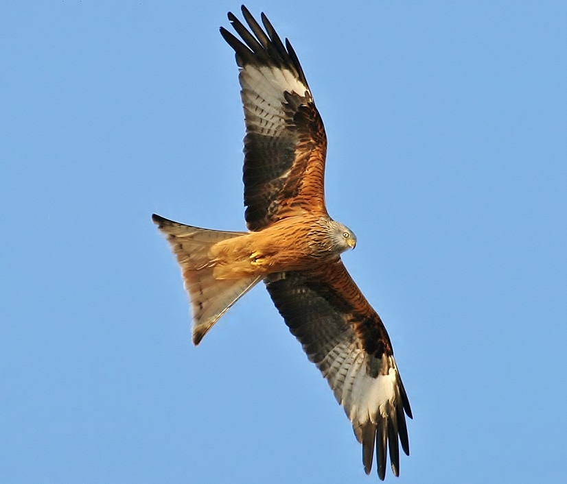 Red kite