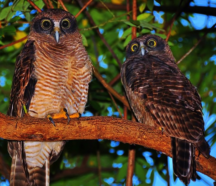 Rufous owl