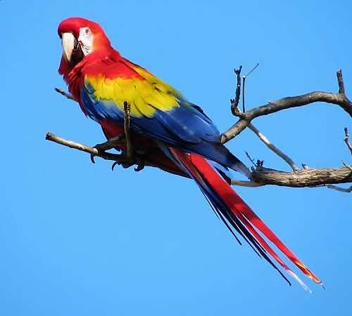 Scarlet macaw