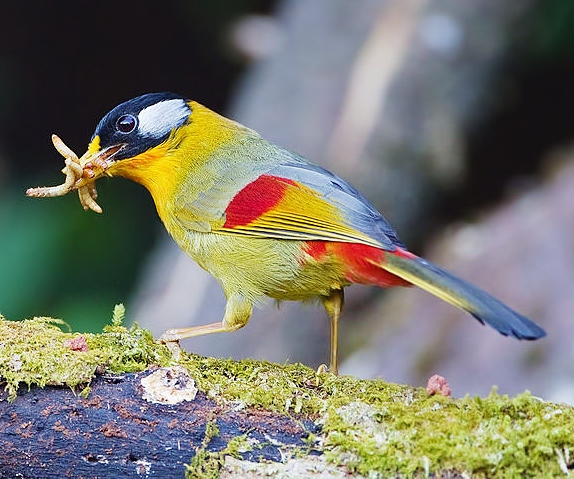 Silver-eared mesia