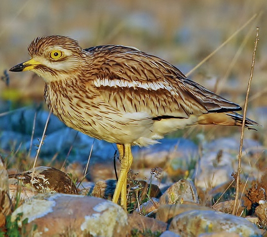 Stone-curlew