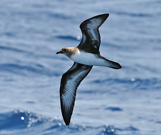 Trindade petrel