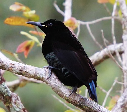 Victoria's riflebird