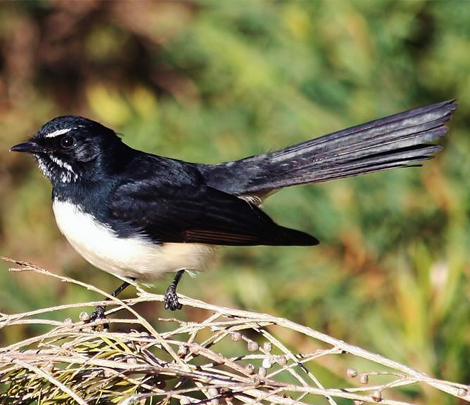 Willie wagtail