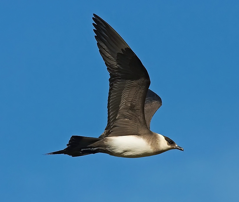 Arctic skua