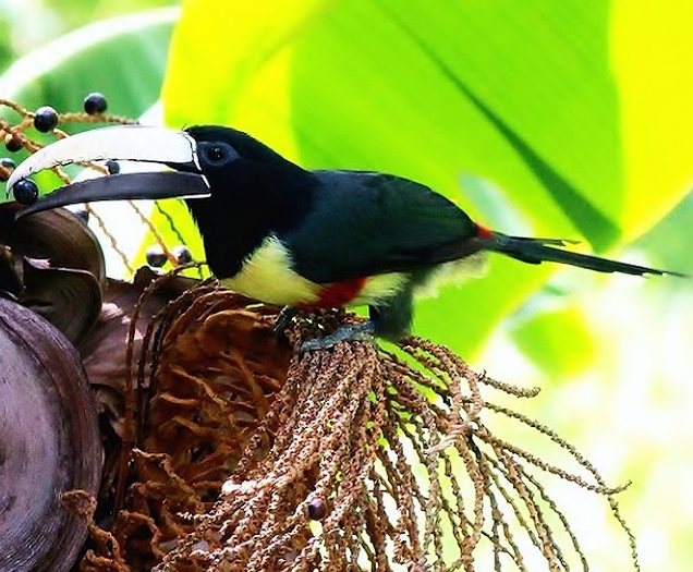 Black-necked aracari