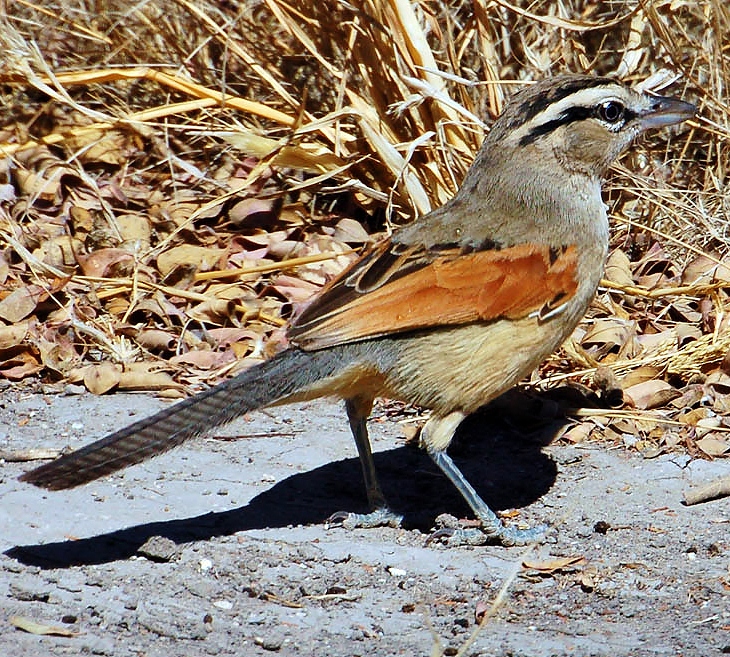 Brown-crowned tchagra