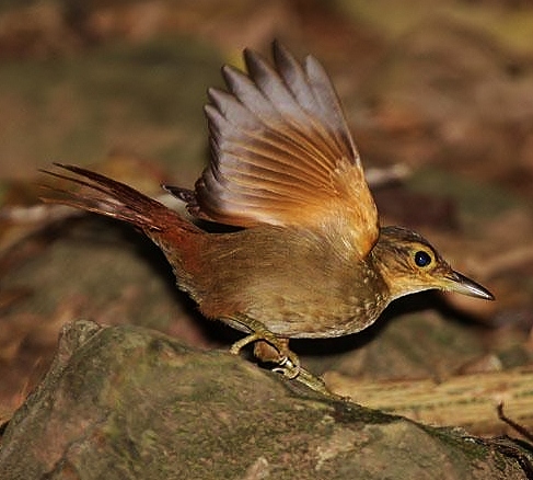 Buff-throated foliage-gleaner