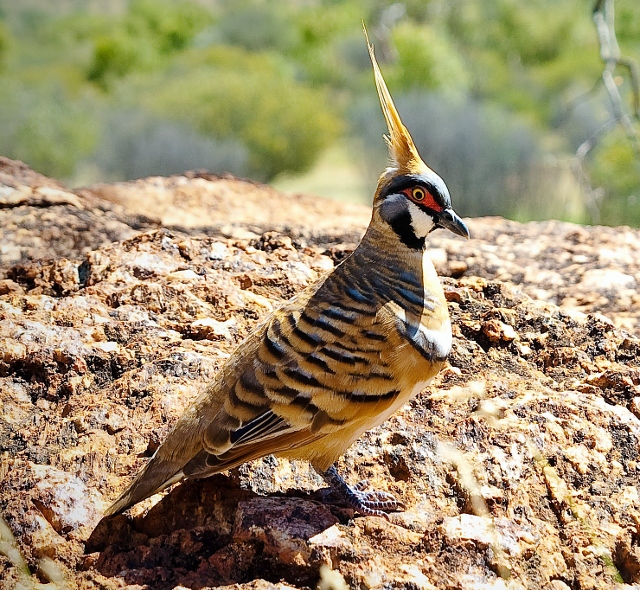 Spinifex pigeon