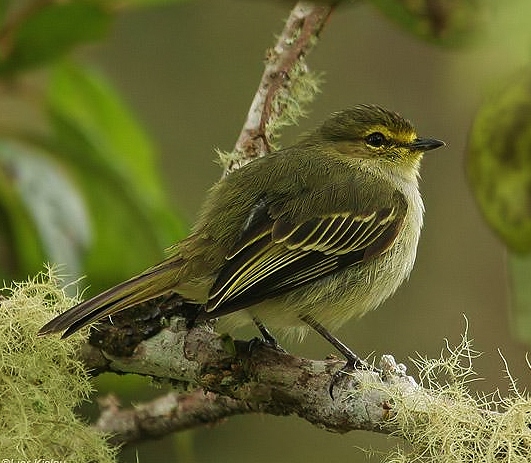 Golden-faced tyrannulet