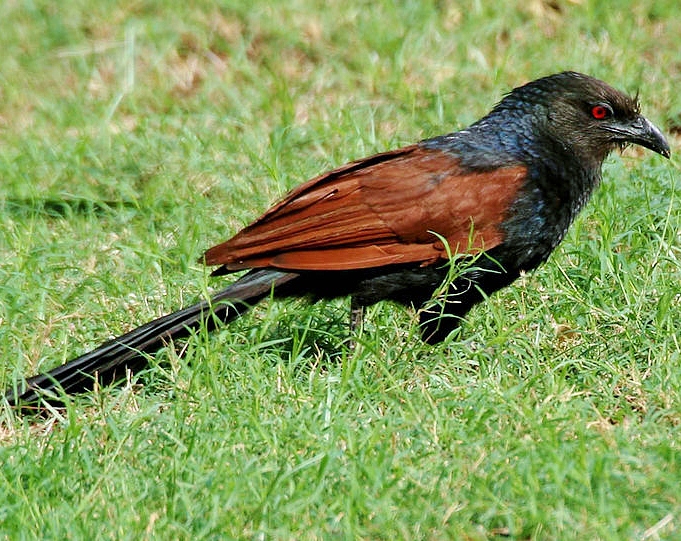 Greater coucal