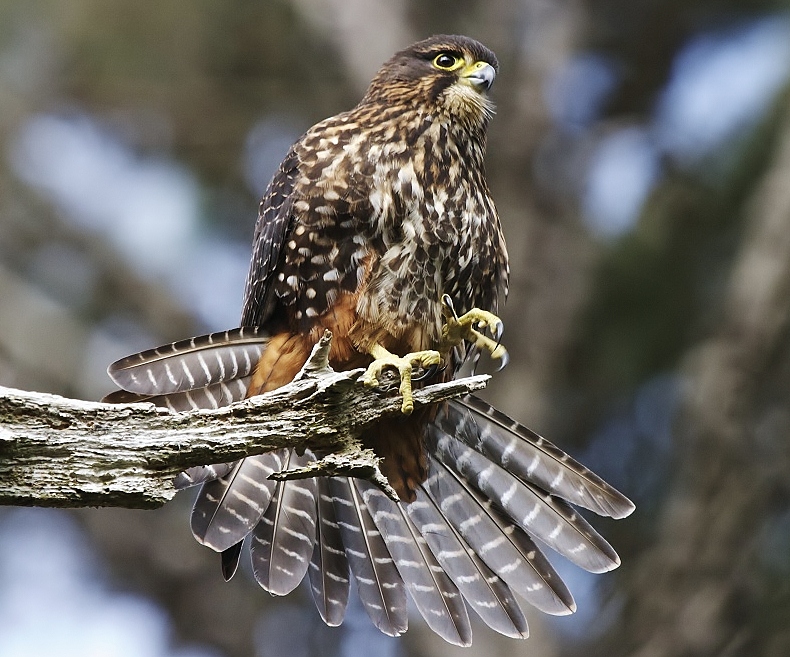 New Zealand falcon