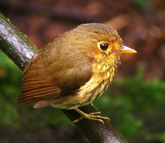 Ochre-breasted antpitta