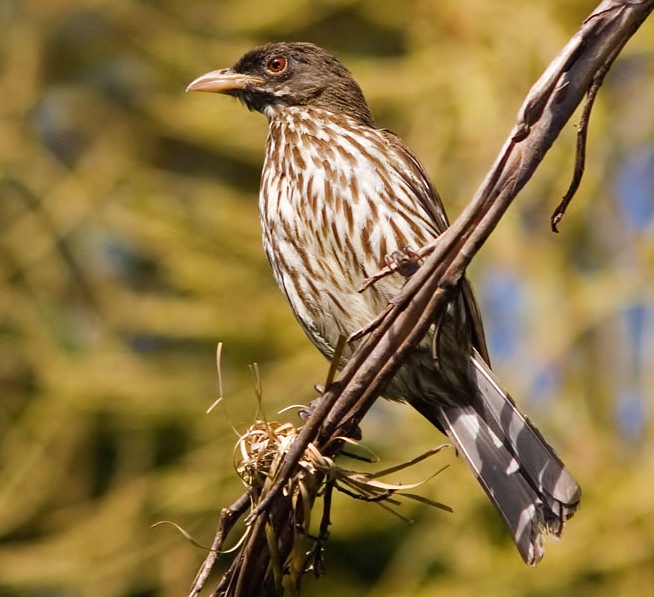 Palmchat