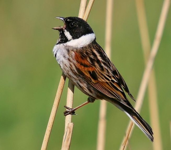 Reed bunting