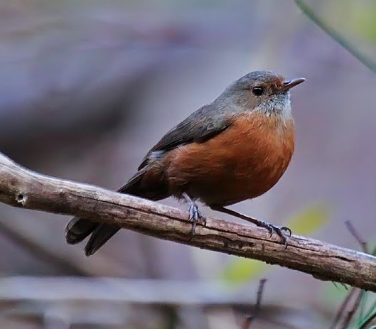 Rock warbler