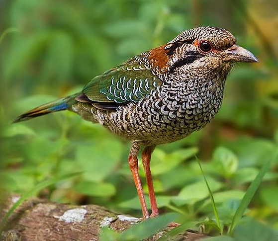 Scaly ground-roller