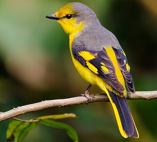 Scarlet minivet