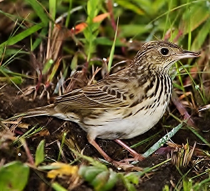 Short-tailed pipit