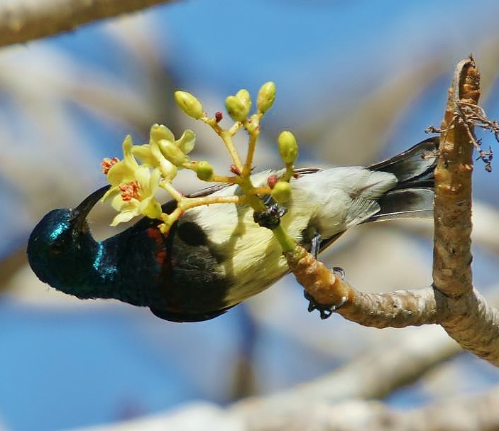 Souimanga sunbird