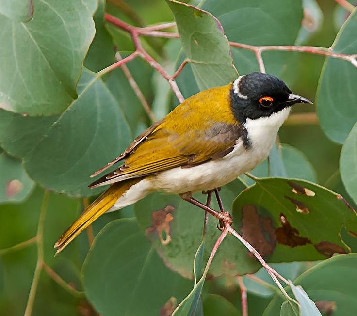 White-naped honeyeater